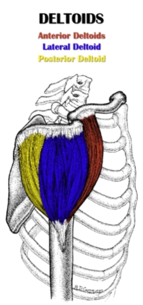 The Definitive Guide to Lateral Deltoid Anatomy, Exercises & Rehab