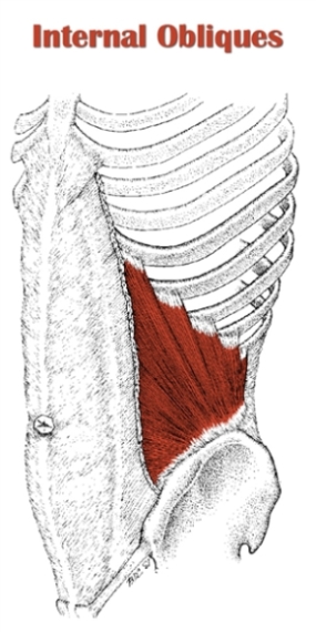 The Definitive Guide to Internal Oblique Anatomy, Exercises & Rehab