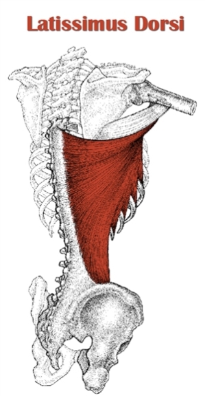 The Definitive Guide to Latissimus Dorsi Anatomy, Exercises & Rehab