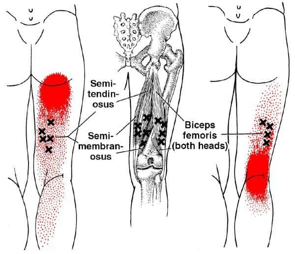 What muscles show up on an anatomy chart of a hamstring?