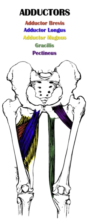 Groin Muscle Anatomy / Anatomy Of Groin / Anatomy of Groin : It can ...