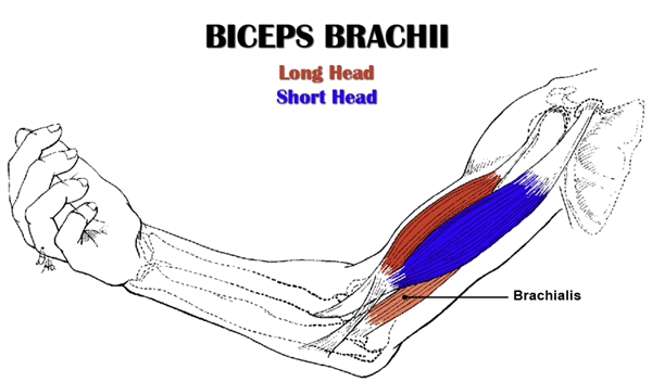 Biceps Brachii and Brachialis