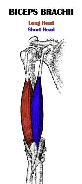 Biceps Brachii