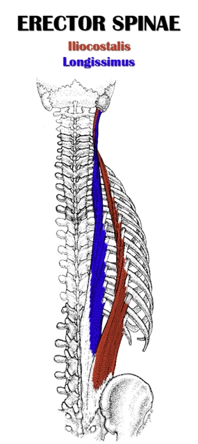 Erector Spinae Anatomy