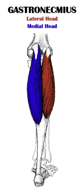 Gastrocnemius Anatomy