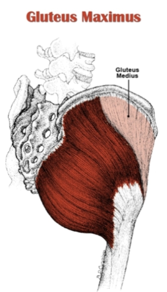 Gluteus Maximus