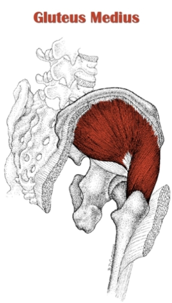 Gluteus Medius