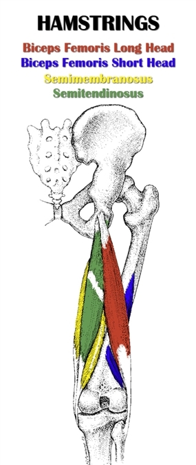 Diagram Of Hamstring Muscles