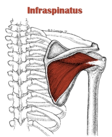 Infraspinatus