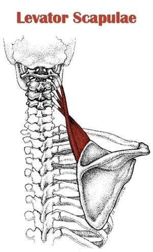 Levator Scapulae Release And Exercises (Instant Neck Pain Relief)