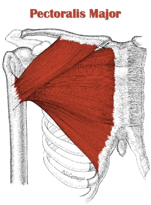 Pectoralis Major Muscle