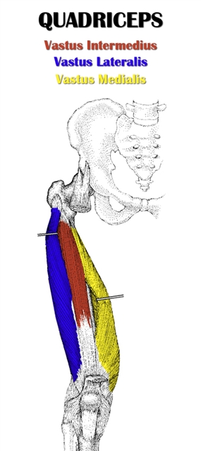 Quadriceps Anatomy with Vastus Intermedius