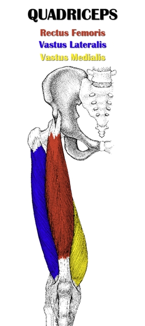 Quadriceps Anatomy