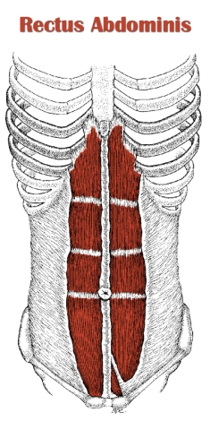 Rectus Abdominis