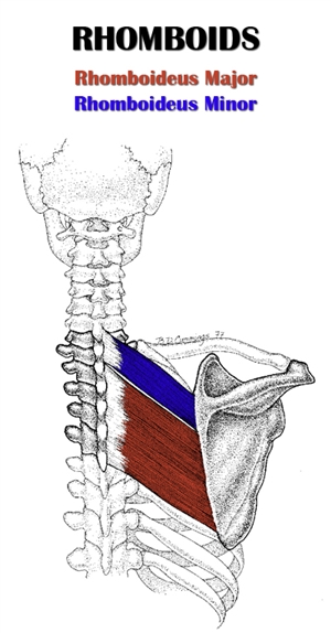 Rhomboid Anatomy