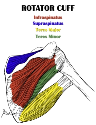 Rotator Cuff Muscles