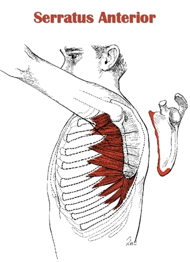 Serratus Anterior