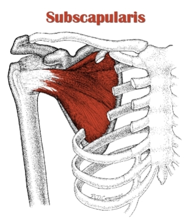 Subscapularis