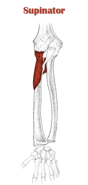 supinator and pronator muscles