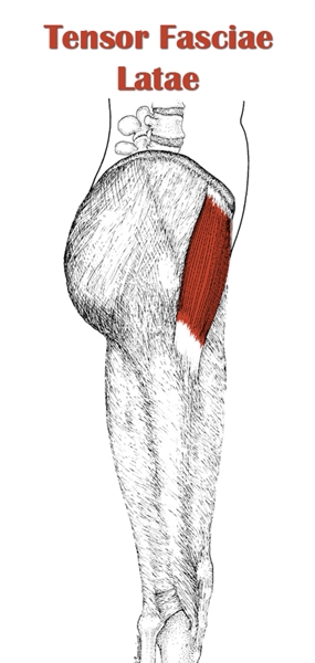 Tensor Fasciae Latae