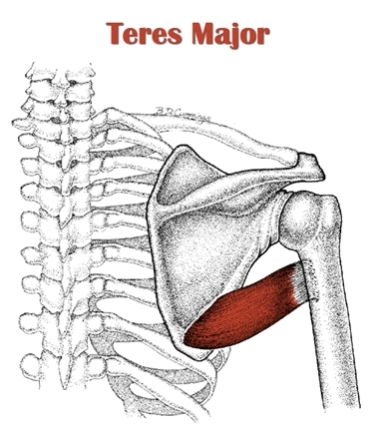 Teres Major Anatomy