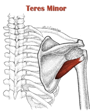 Infraspinatus