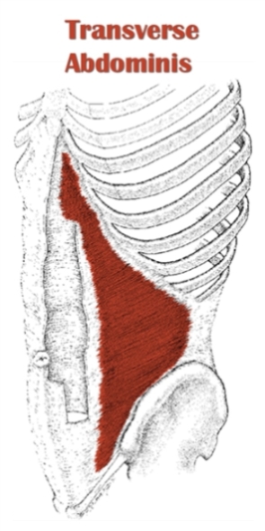 transverse abdominis model