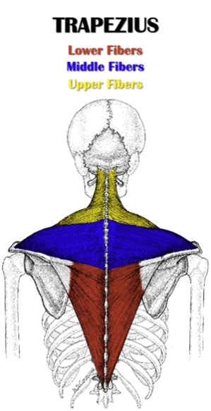Back Anatomy | All About the Back Muscles