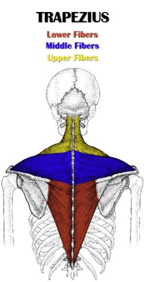 Trapezius Anatomy