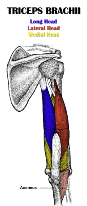 Triceps Brachii