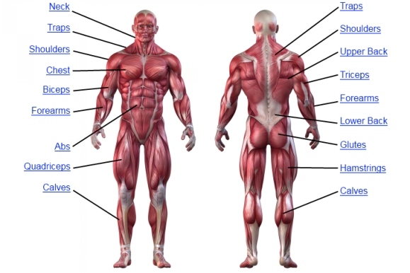 Muscle On Body Chart