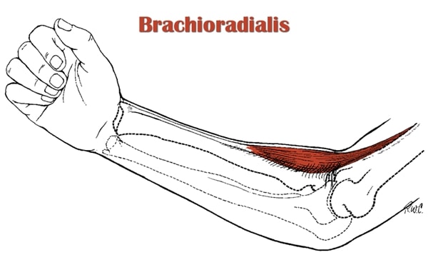 Brachioradialis