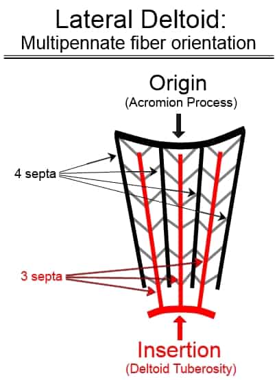 lateral deltoid fiber orientation multipennate