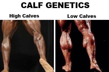 high calves vs low calves genetics